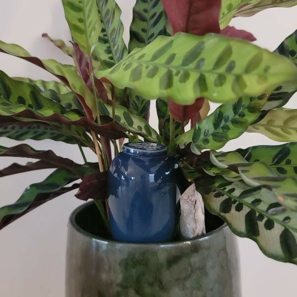 Olla Catnopée Bleu Profond - 30 cl
