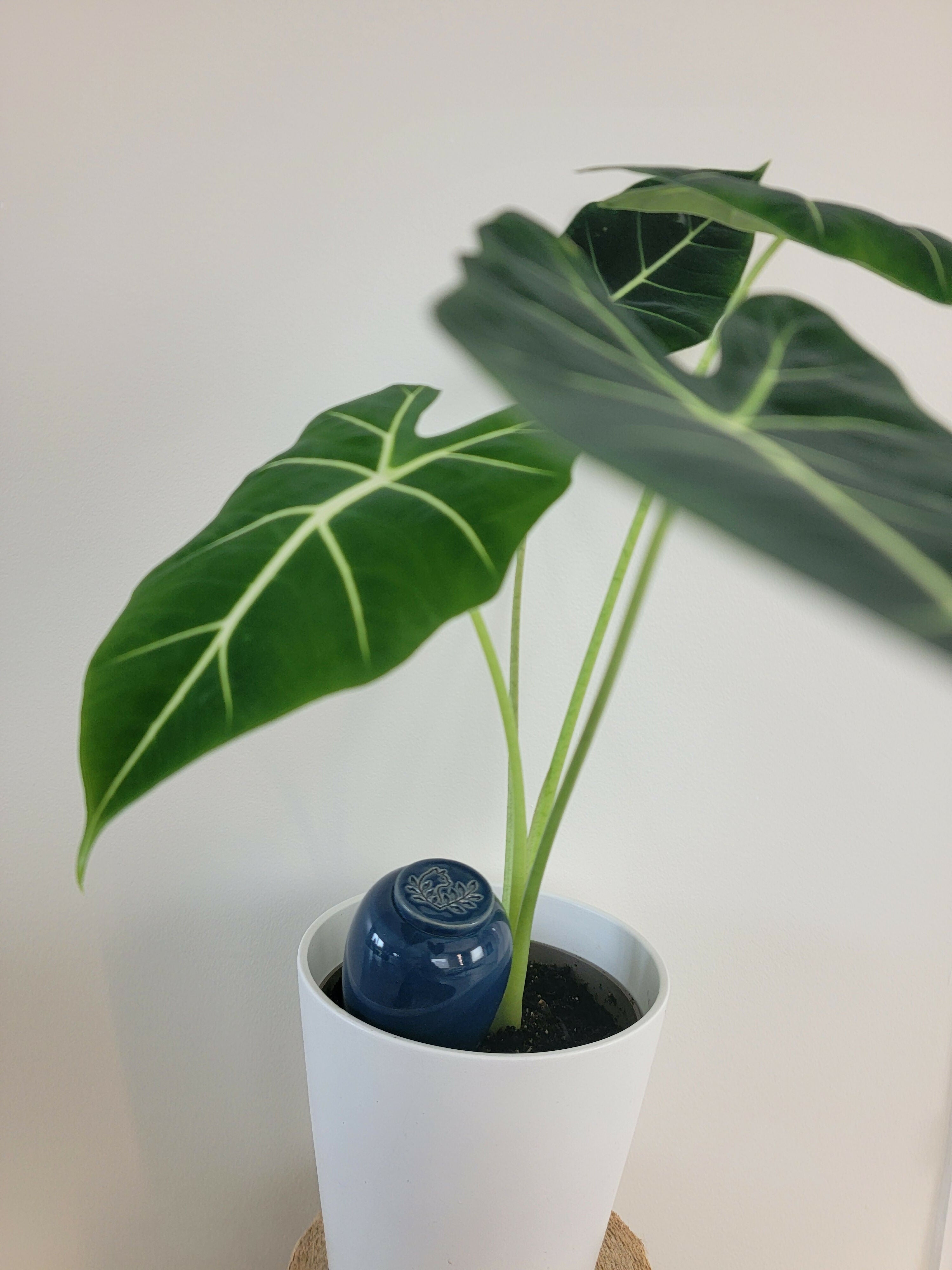 Olla Catnopée Bleu Profond - 30 cl