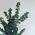 Botte Eucalyptus Stuartiana Vert