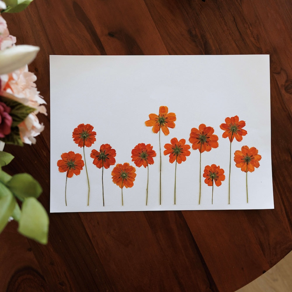 herbier-flowrette