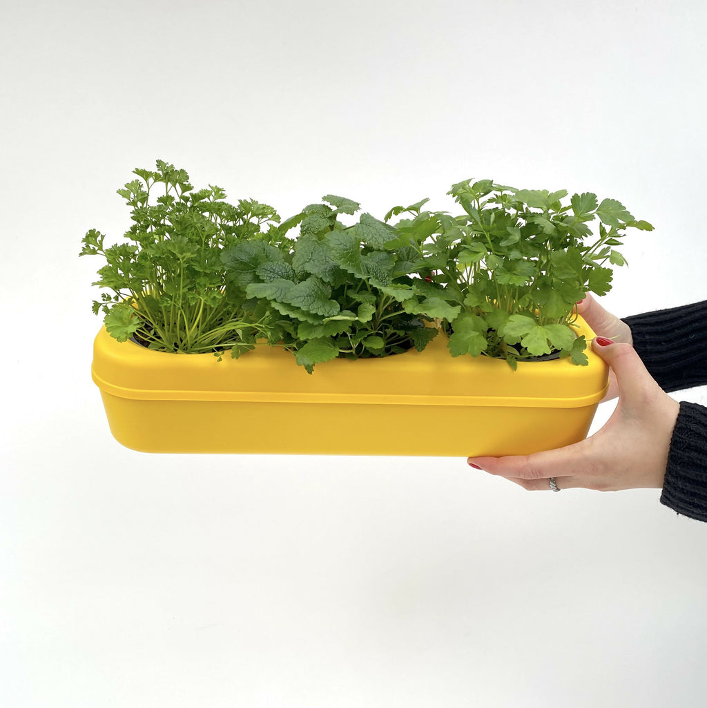 Pbox Yellow Urban Vegetable Garden with Carrots, Swiss Chard, Arugula