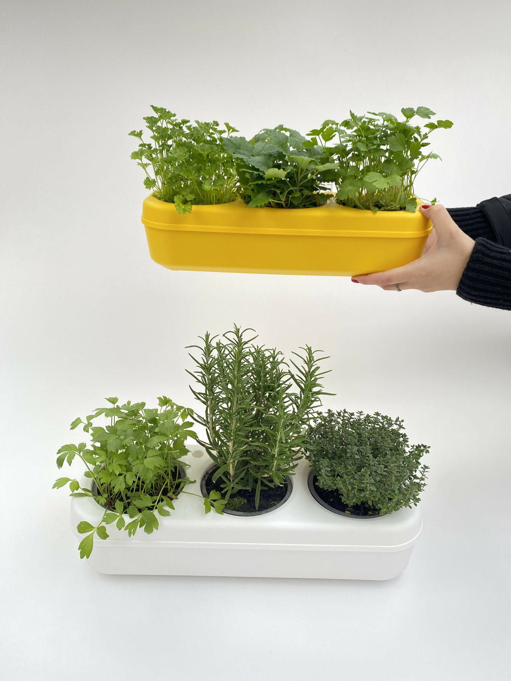 Pbox Yellow Urban Vegetable Garden with Carrots, Swiss Chard, Arugula